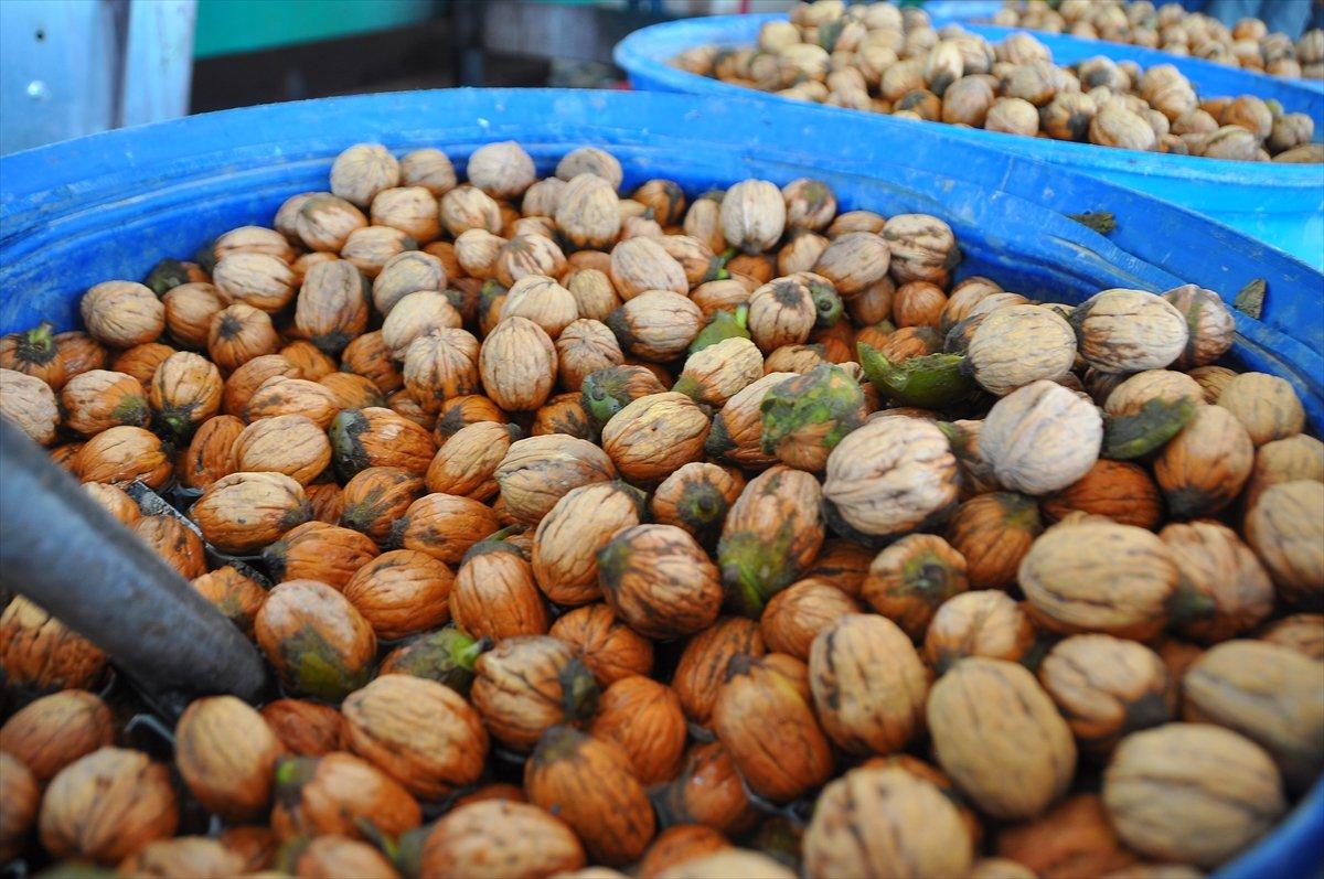 Adıyaman'da ceviz hasadı