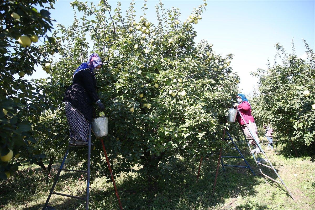 Sakarya'da ayva hasadı