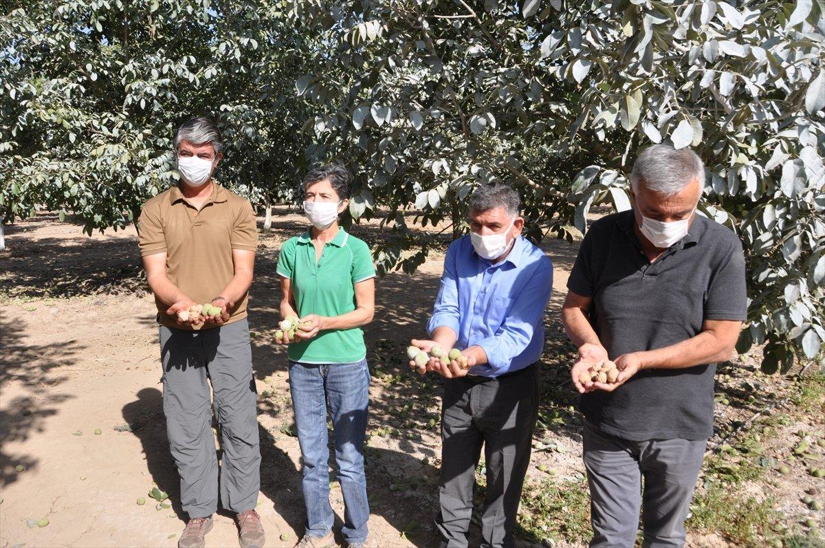 Adıyaman'da ceviz hasadı