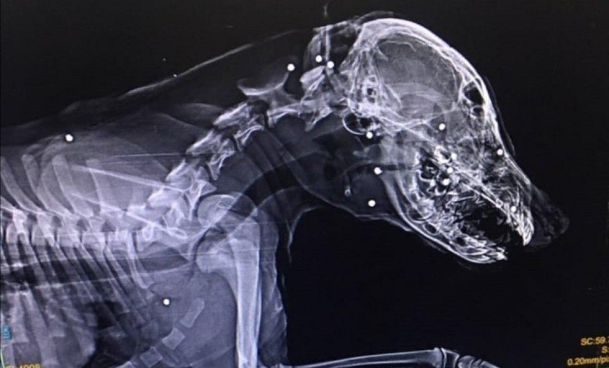 Zonguldak'ta bir köpeği tüfekle yaraladılar