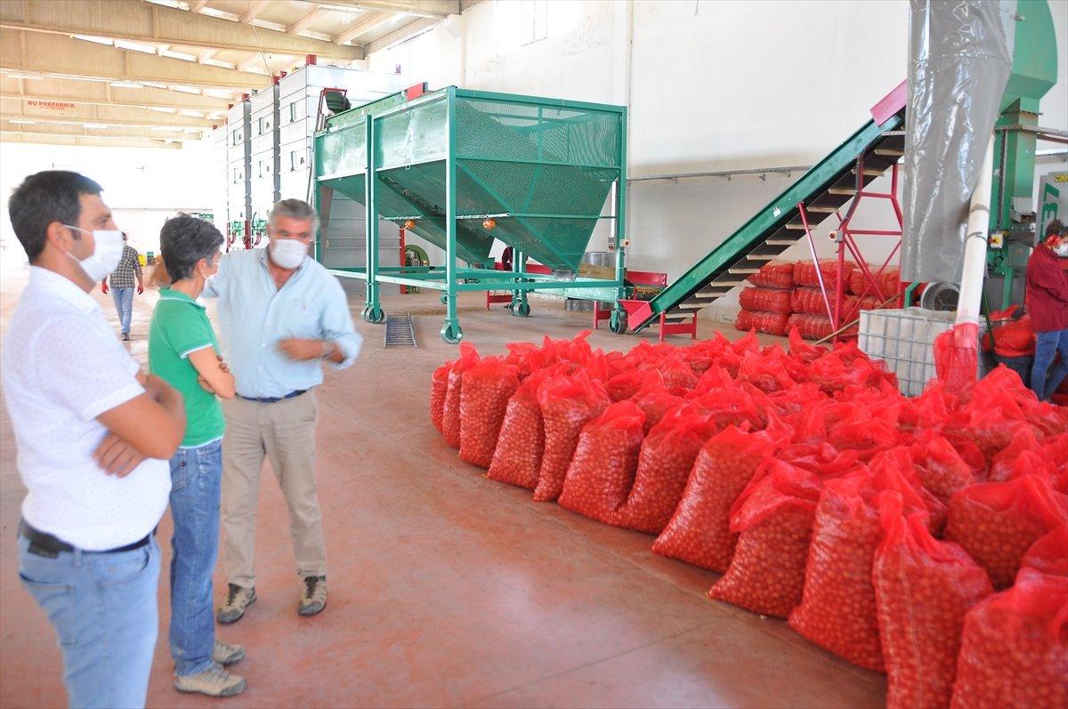 Adıyaman'da ceviz hasadı
