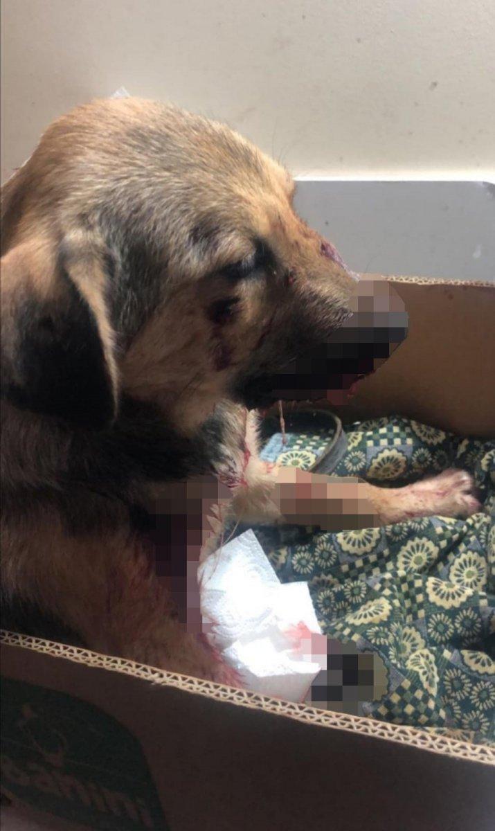 Zonguldak'ta bir köpeği tüfekle yaraladılar