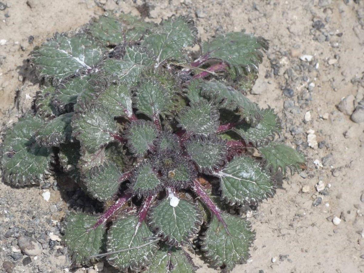 Salda Gölü'ne özgü sığırkuyruğu türü bitkiler korumaya alındı