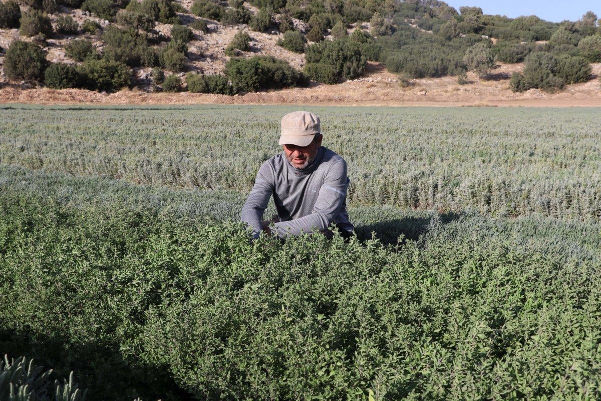 Burdur'da fide ekiliyor