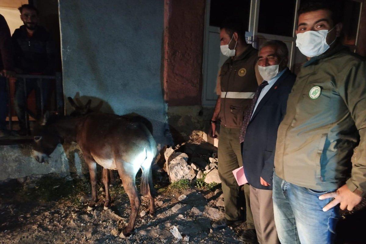 Kars'ta eşeğe eziyet eden iki kişiye ceza verildi
