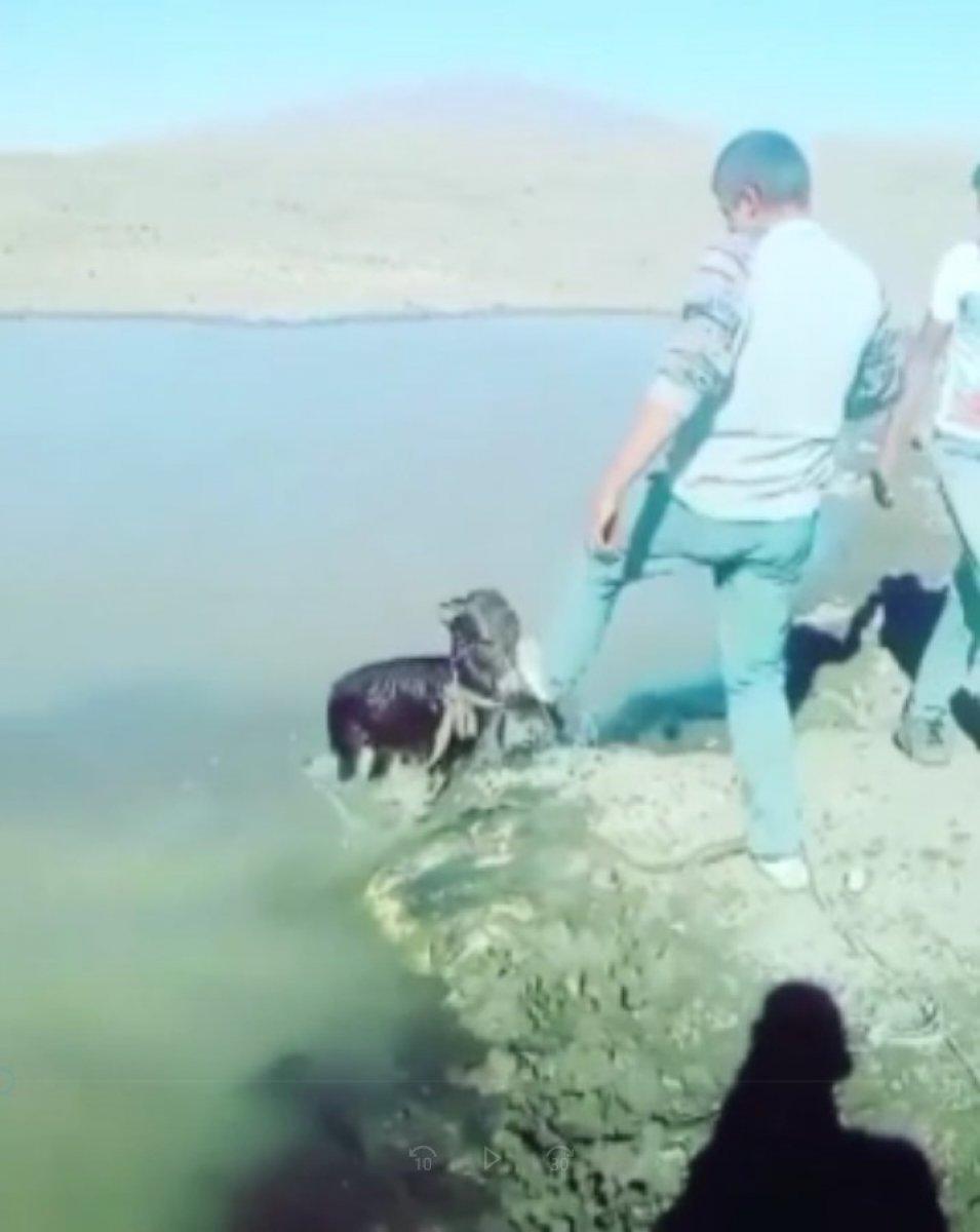 Kars'ta eşeğe eziyet eden iki kişiye ceza verildi