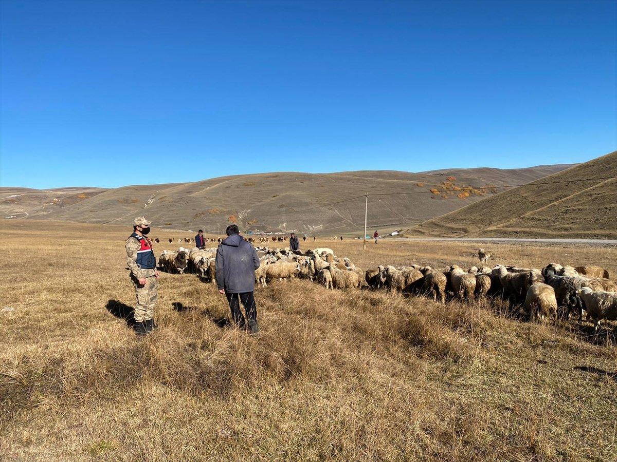 Ardahan'da kaybolan küçükbaş hayvanlar drone ile bulundu