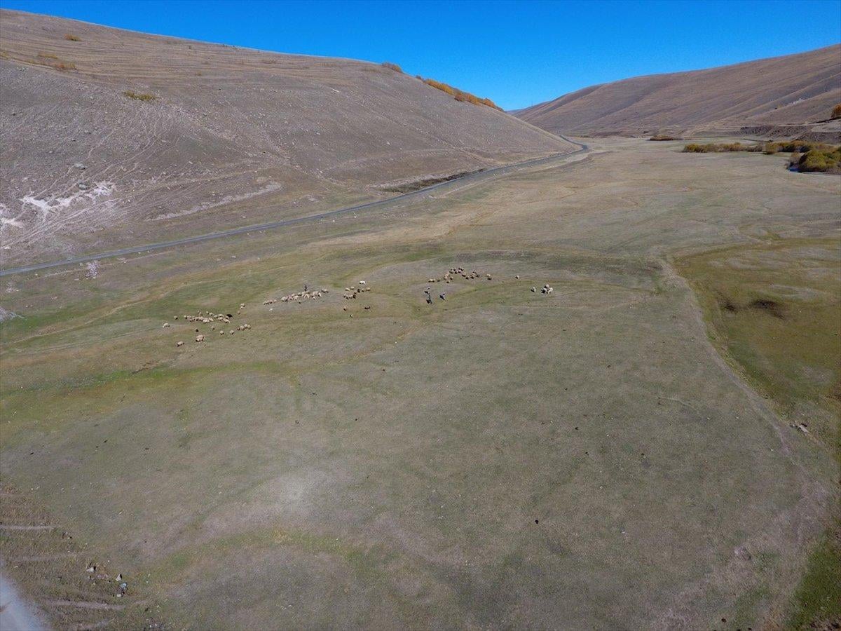 Ardahan'da kaybolan küçükbaş hayvanlar drone ile bulundu