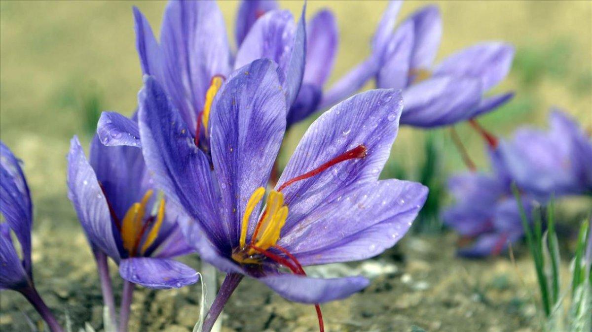 Safran nedir? 1 kilo safran ne kadar?  Safranın faydaları