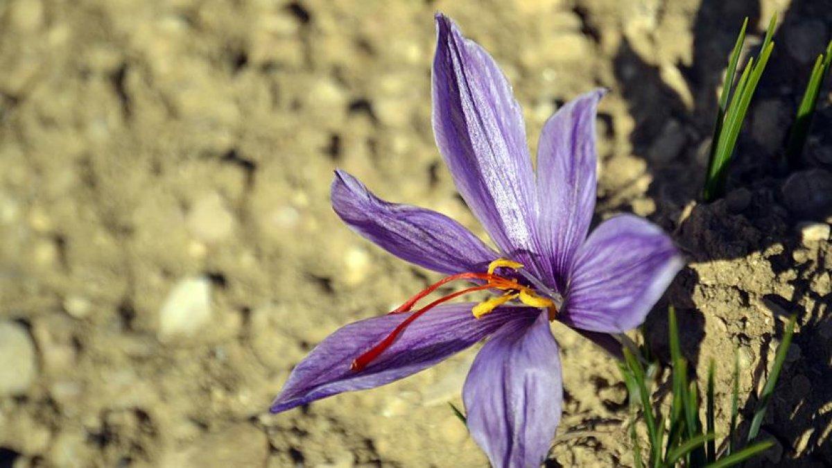 Safran nedir? 1 kilo safran ne kadar?  Safranın faydaları