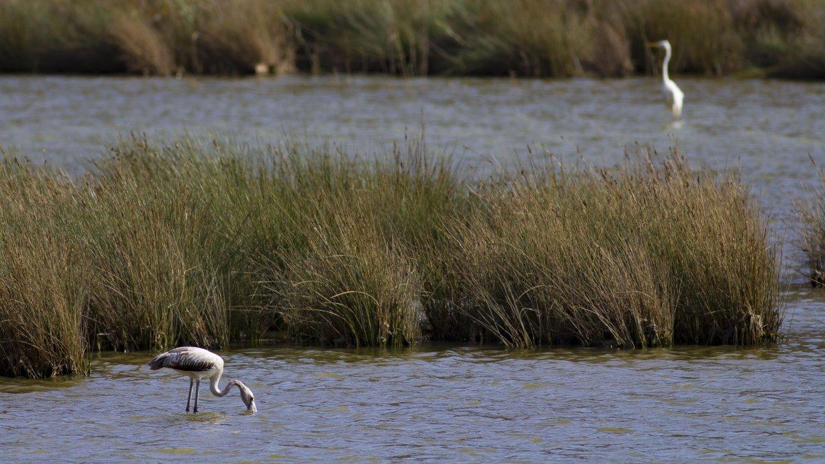Demre’deki Çayağzı sulak alanında, 6 genç flamingo görüntülendi