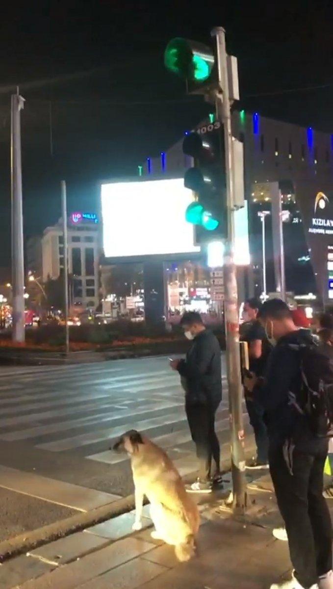 Ankara'da bir köpek karşıdan karşıya geçmek için ışıkları bekledi