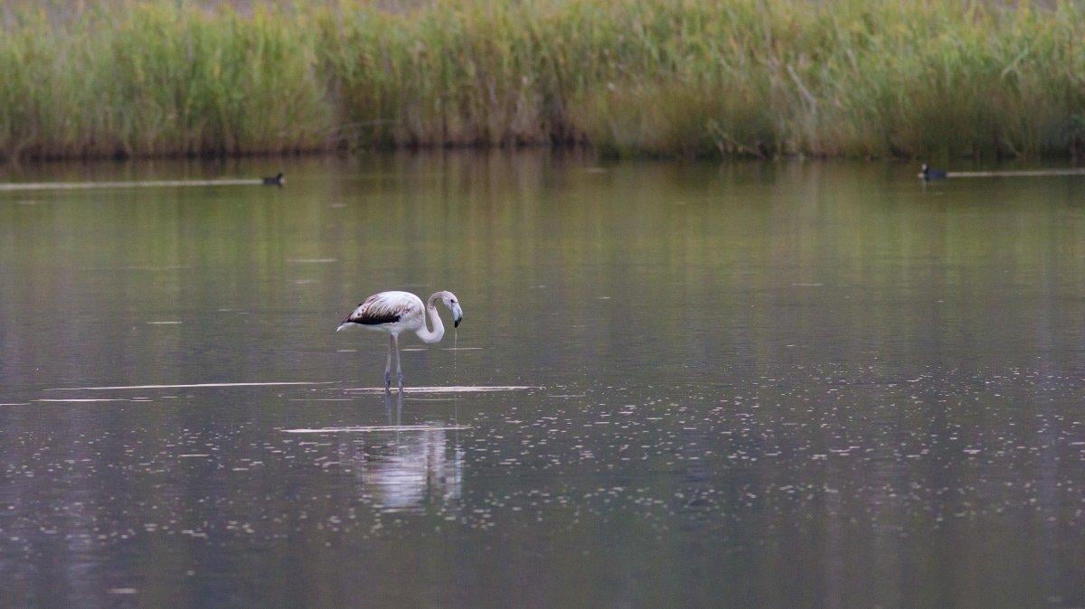 Demre’deki Çayağzı sulak alanında, 6 genç flamingo görüntülendi