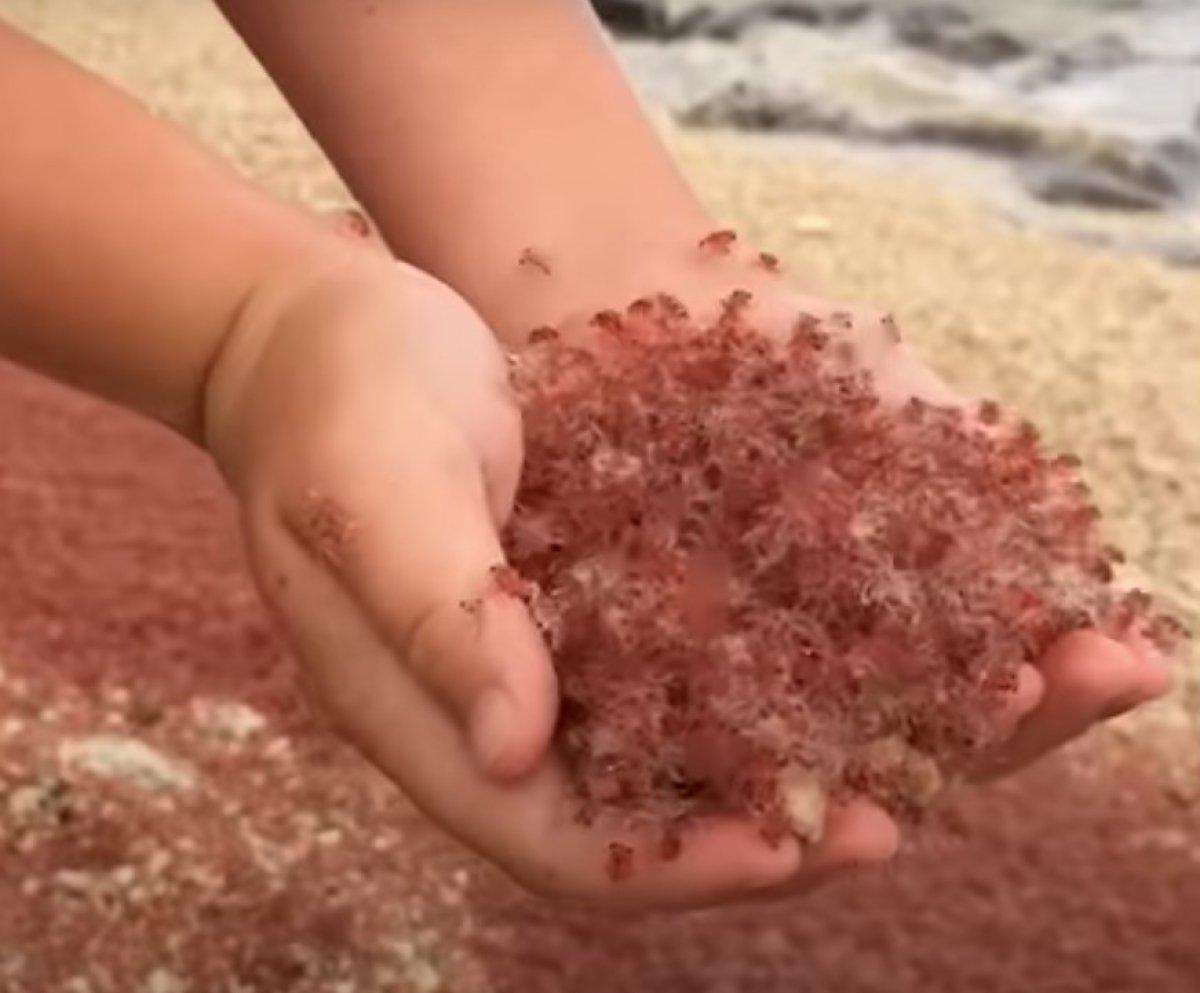 Christmas Adası'nda milyonlarca küçük kırmızı yengeç göç yolunda