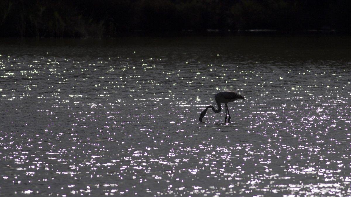 Demre’deki Çayağzı sulak alanında, 6 genç flamingo görüntülendi