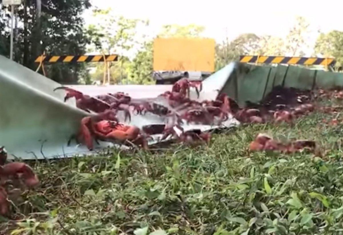 Christmas Adası'nda milyonlarca küçük kırmızı yengeç göç yolunda