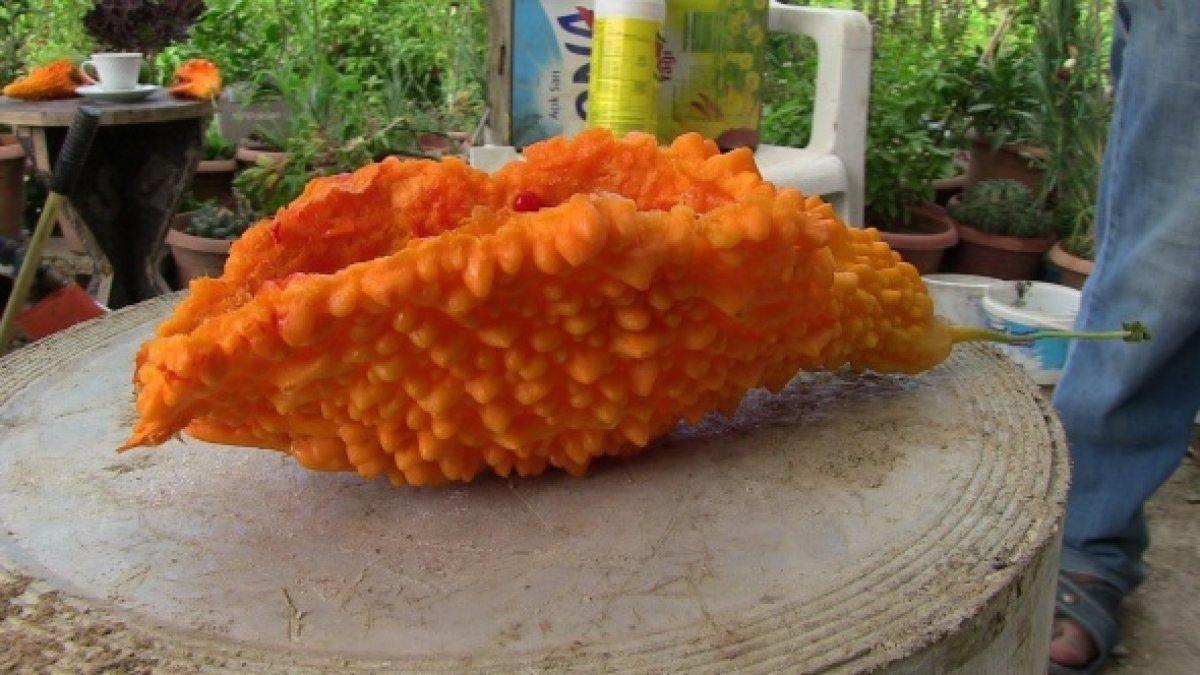 Kudret narı nedir, nasıl tüketilir? Kudret narının faydaları nelerdir?