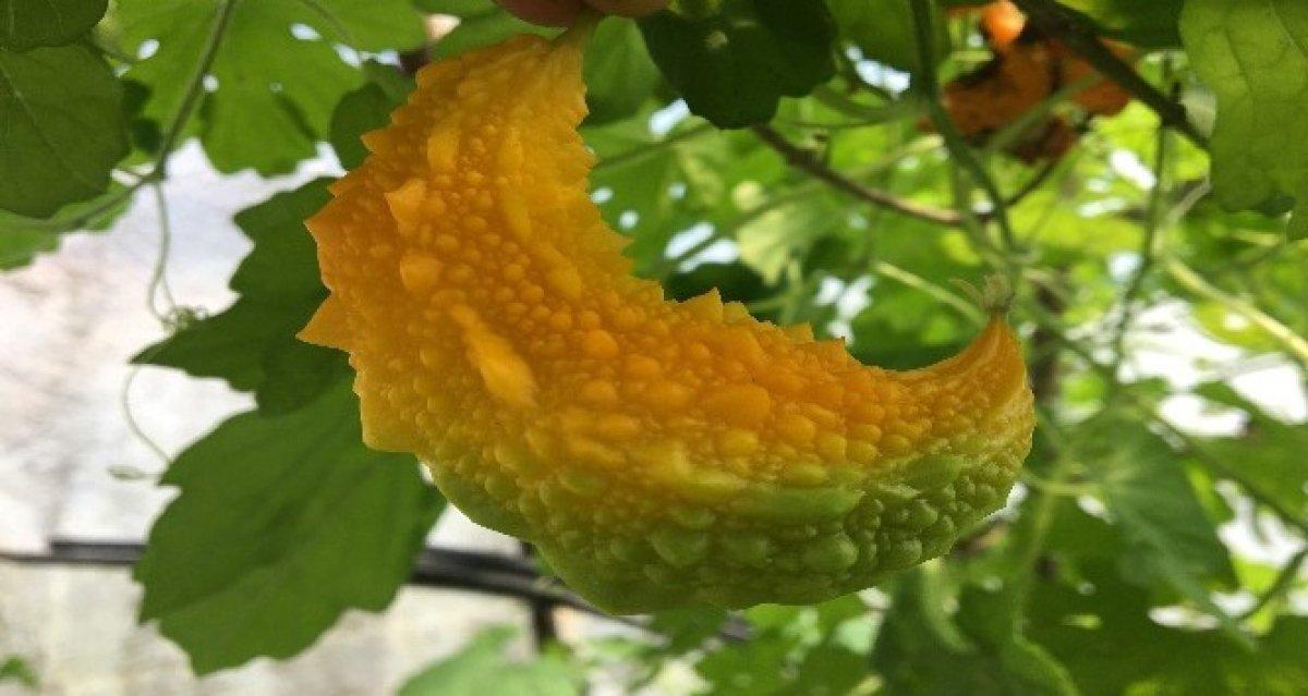 Kudret narı nedir, nasıl tüketilir? Kudret narının faydaları nelerdir?