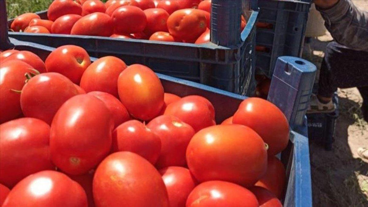 Domates üretimde Türkiye 4. sırada yer alıyor