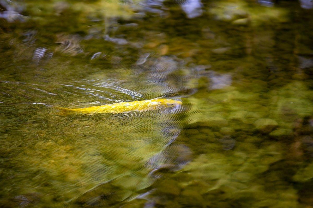 Kırşehir'in Japon Bahçesi'nden sonbahar manzaraları