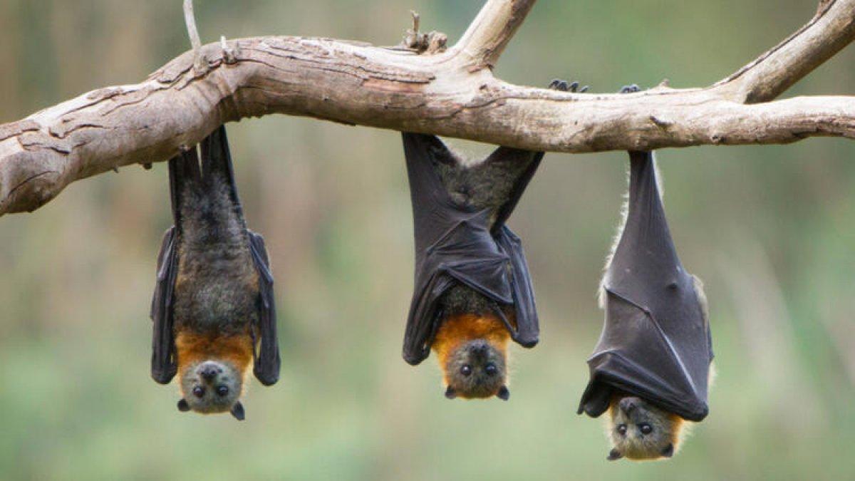 Yarasalar hastalandığında sosyal mesafe uyguluyor