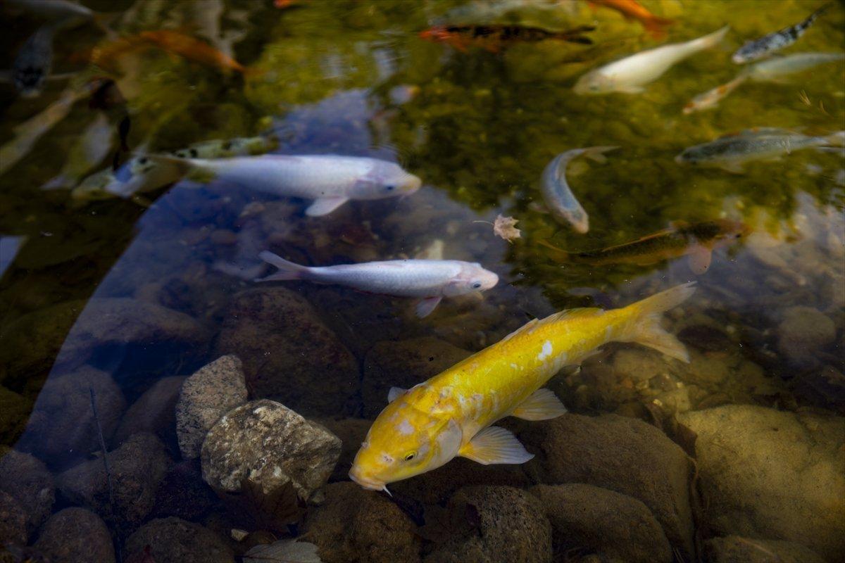 Kırşehir'in Japon Bahçesi'nden sonbahar manzaraları