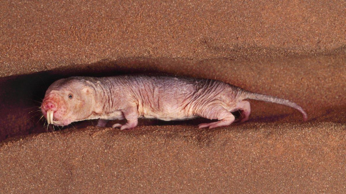 Çıplak kör fareler, yavruları çalıp köleleştiriyor