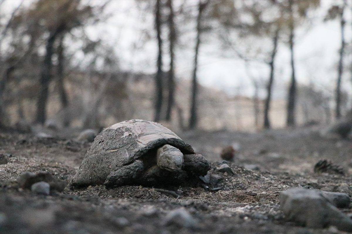 Hatay orman yangını