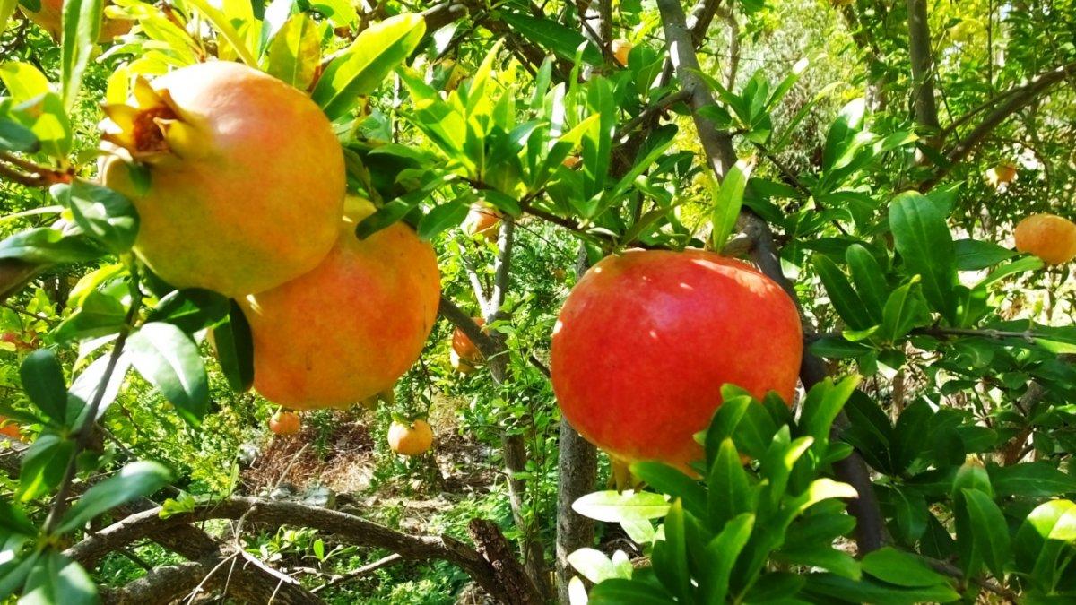 Bigadiç'in Doğançam Mahallesi'nin geçim kaynağı nar