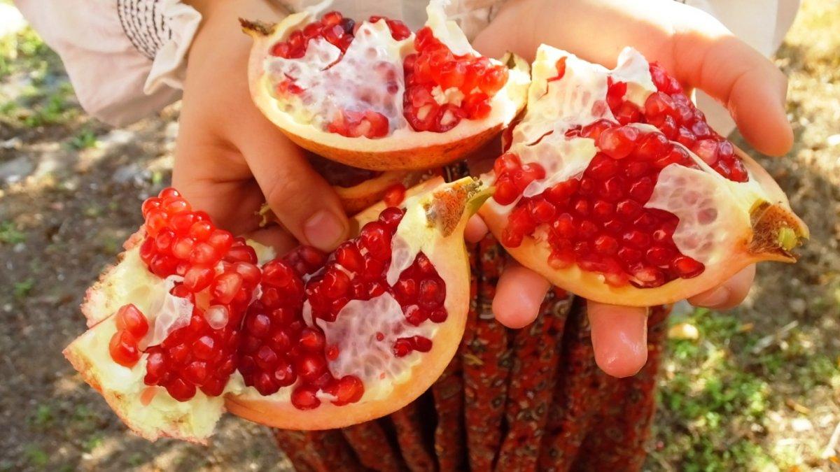 Bigadiç'in Doğançam Mahallesi'nin geçim kaynağı nar