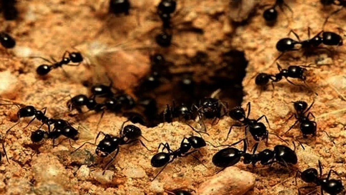 Yarasalar hastalandığında sosyal mesafe uyguluyor