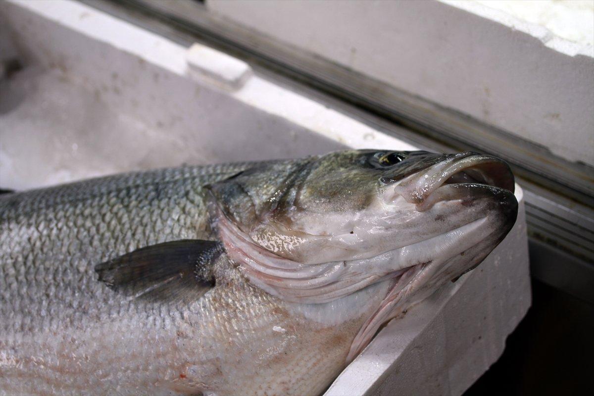 Düzce'de ağlara 15 kiloluk levrek takıldı