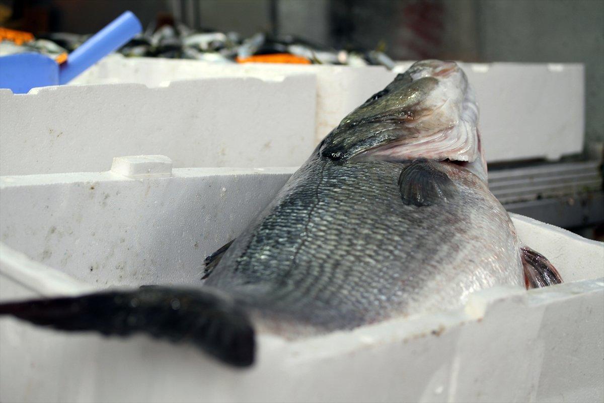 Düzce'de ağlara 15 kiloluk levrek takıldı