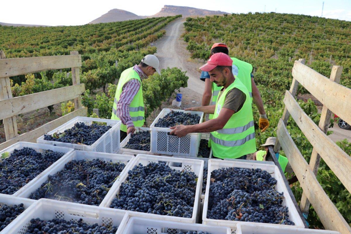 Elazığ'daki baba yadigarı bağı geliştirmek için İstanbul'dan geliyorlar