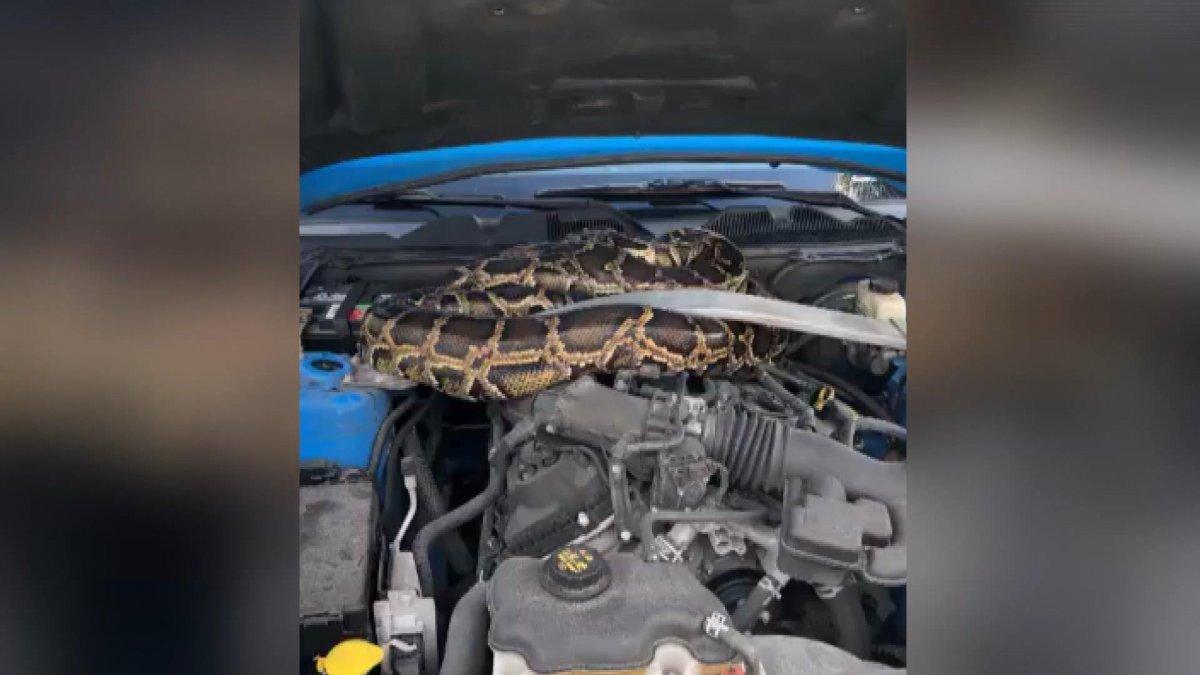 ABD’de lüks aracın kaputundan 3 metrelik dev piton çıktı