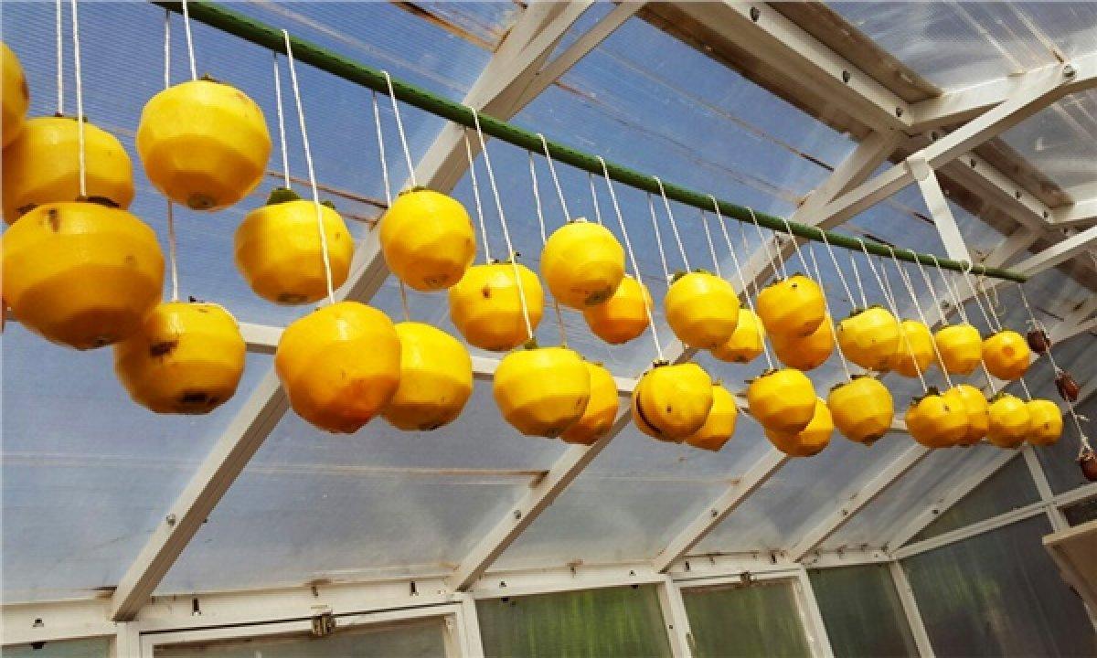 Cennet hurmasının faydaları nelerdir? Cennet hurması nasıl tüketilir?