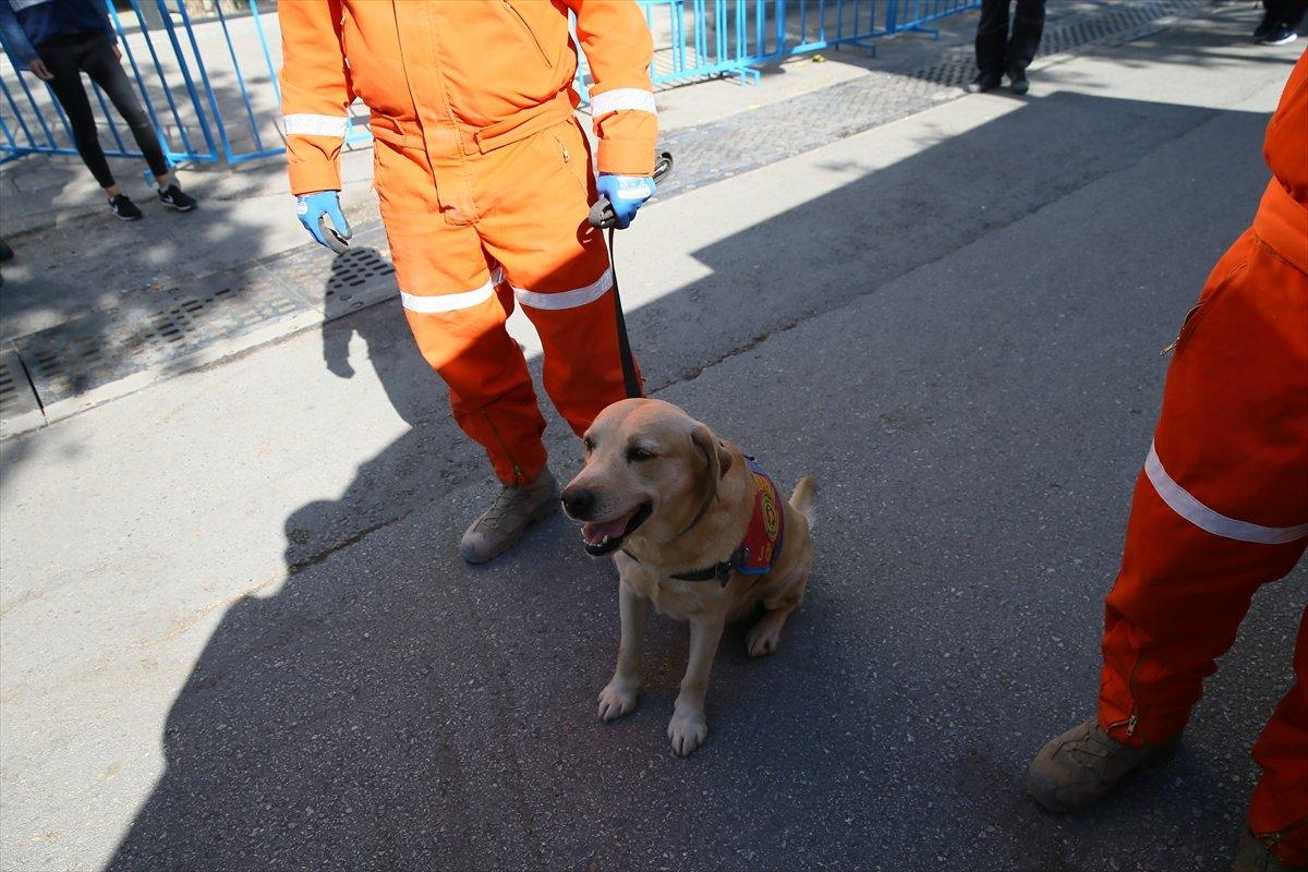 Dedektör köpekler, enkaz altındakileri hayata bağlıyor