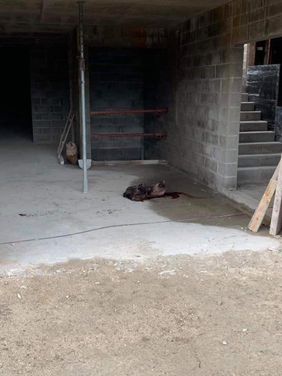 Fransa'da camiye domuz kafası bıraktılar