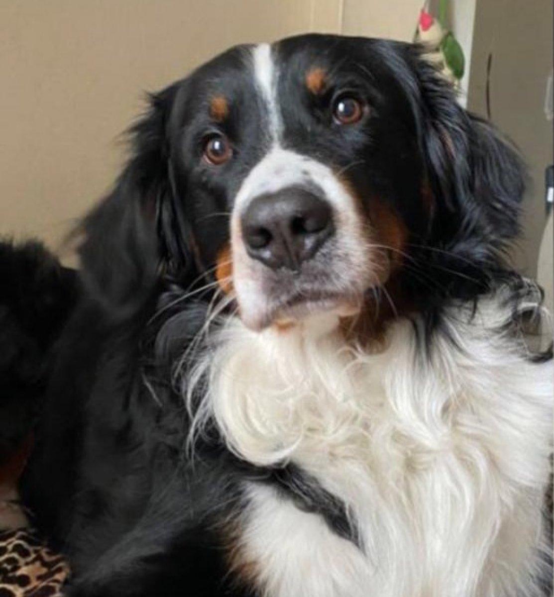 İzmir'de enkaz altındaki köpek 65 saat sonra kurtarıldı