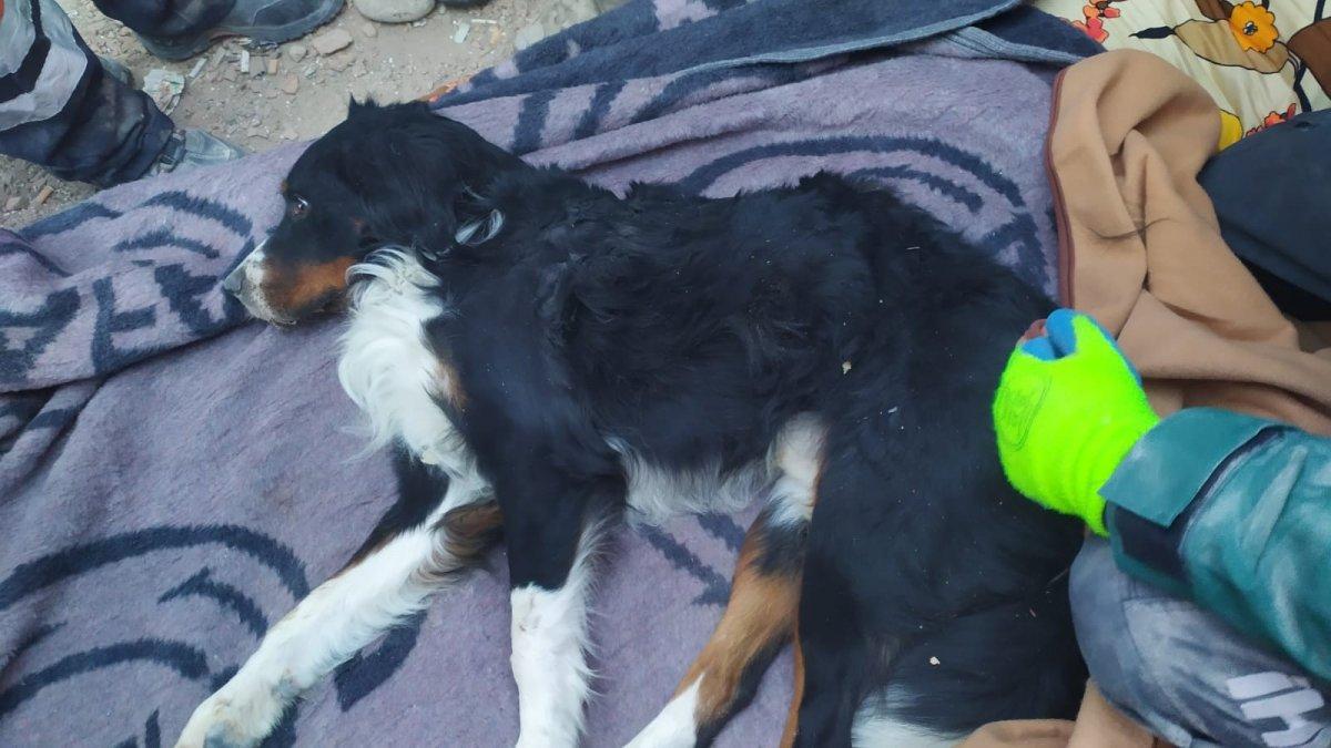 İzmir'de enkaz altındaki köpek 65 saat sonra kurtarıldı