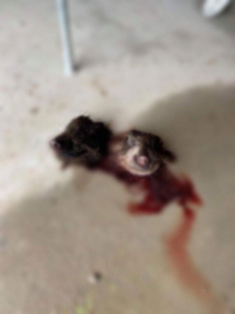 Fransa'da camiye domuz kafası bıraktılar