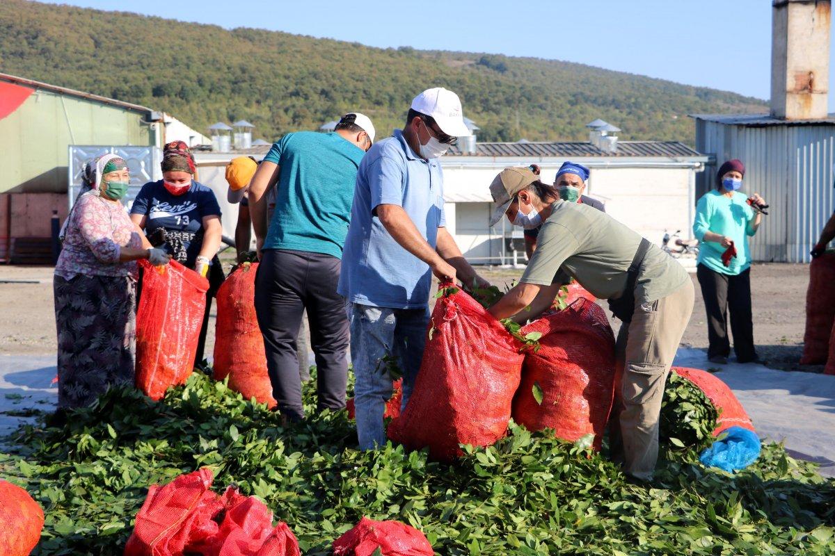 Zonguldak'ta defne yaprağı toplayarak gelir sağlanıyor