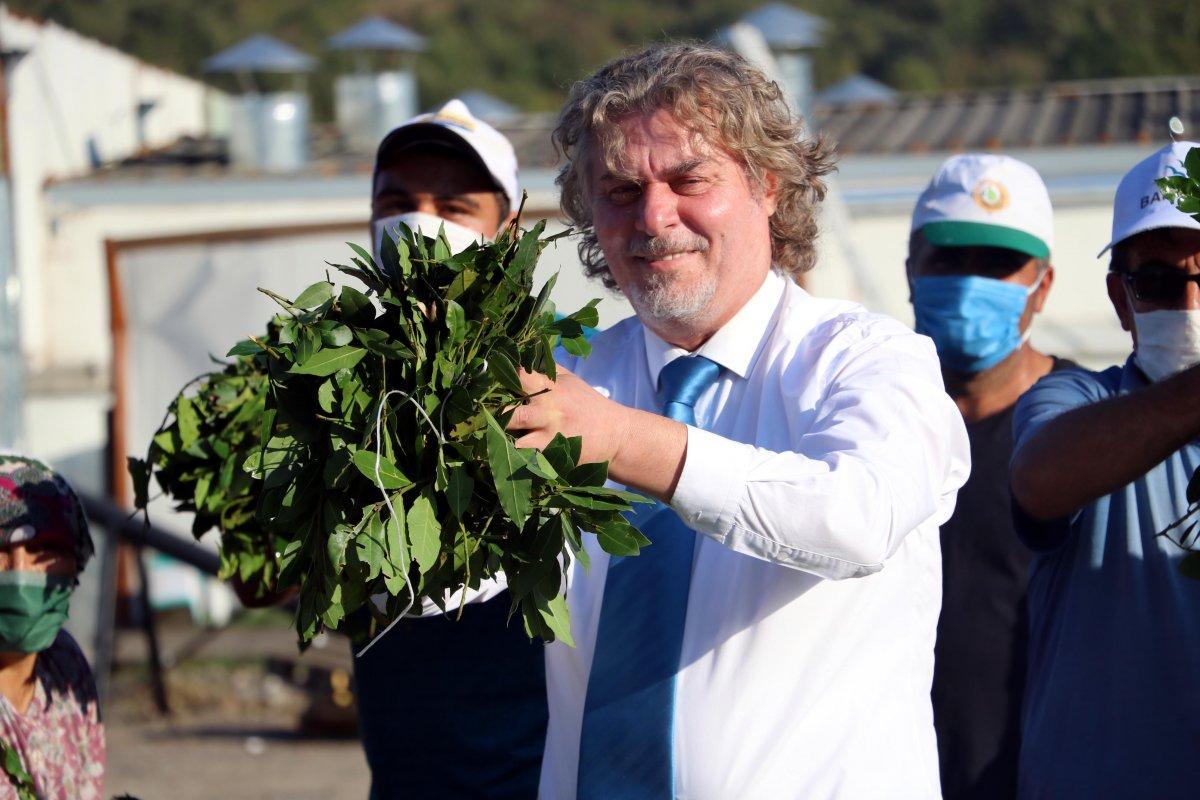 Zonguldak'ta defne yaprağı toplayarak gelir sağlanıyor