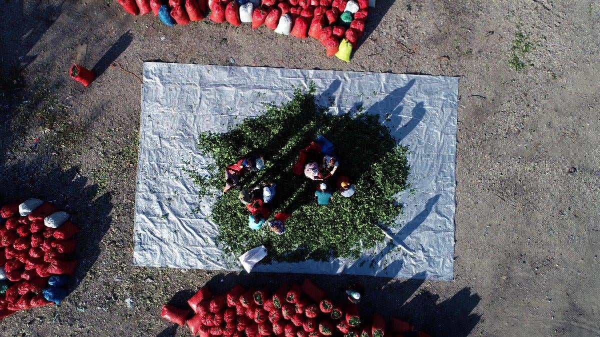 Zonguldak'ta defne yaprağı toplayarak gelir sağlanıyor