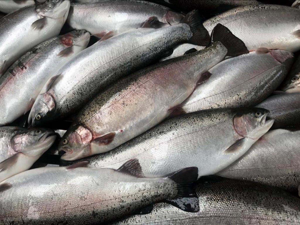 Üretici, 'Türk somonu' ismi ile pazara çıkmak istiyor