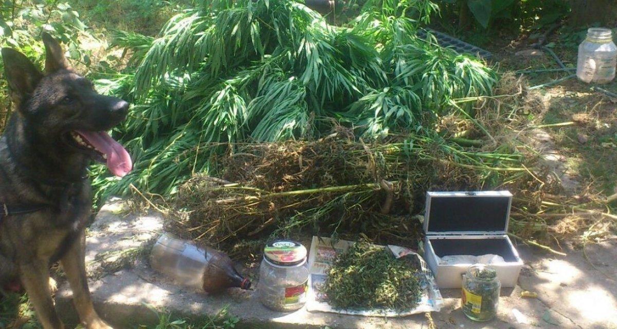 Didim'de ormanda uyuşturucu yetiştiren şahıs yakalandı