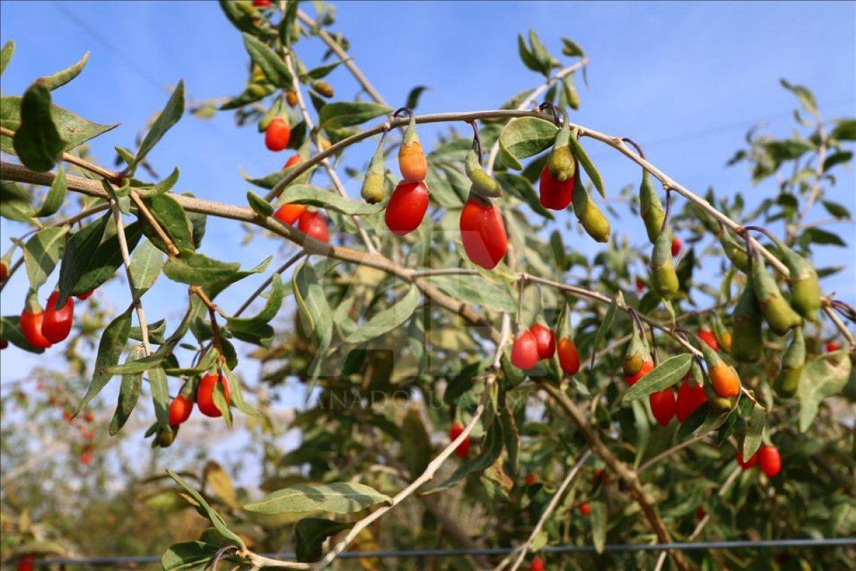 Goji Berry nedir, faydaları nelerdir? Goji Berry meyvesi nasıl tüketilmelidir?