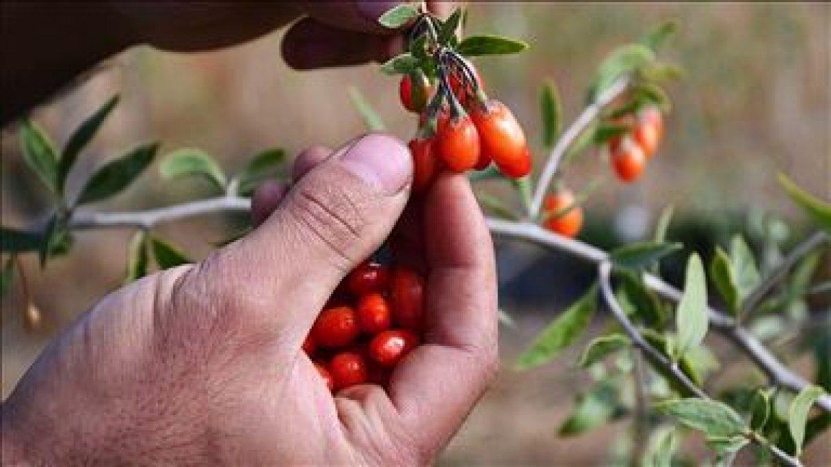 Goji Berry nedir, faydaları nelerdir? Goji Berry meyvesi nasıl tüketilmelidir?