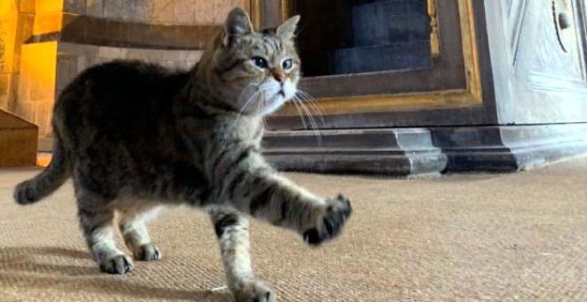 Ayasofya'nın kedisi Gli yaşamını yitirdi