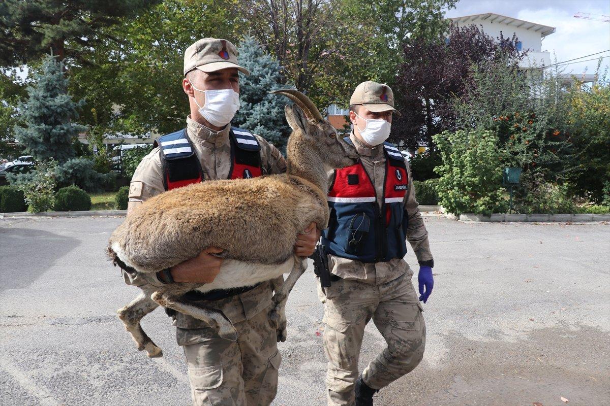 Erzincan'da jandarma ekibi yaralı dağ keçisini kurtardı